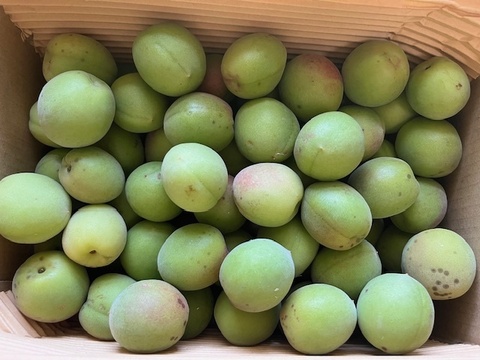 【値下げしました！収穫した梅たちを助けてください！】農薬、肥料不使用・自然栽培の青梅・黄梅混合（大小、品種混合。斑点あり）梅シロップ、梅酒、梅干しに！2kg