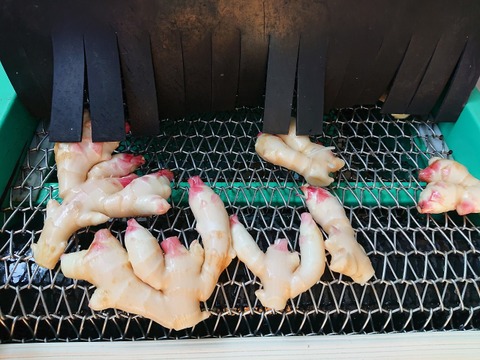 産直！新鮮！真っ白で柔らかい新生姜＆辛みしっかり親生姜セット