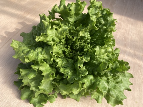 ムシャムシャ食べよう！島のミックスレタスセット🥬農薬・化学肥料不使用　Mix lettuce 8
