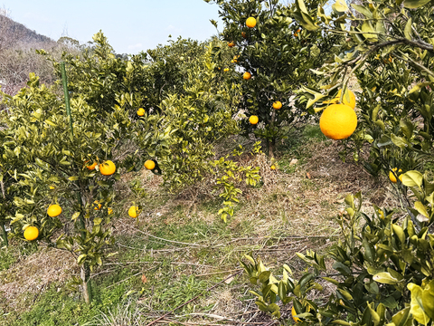 ◆販売準備中【晴れの国・岡山産】独特の香りとキレの良いすっきり甘酸味！特別栽培ネーブルオレンジ～２Kg前後入り～三か所ある栽培場所で収穫した果実をミックス【大小無選別・風味食べ比べ】