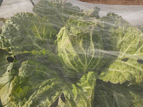 ✨農薬・化成肥料不使用の新鮮白菜「魂の白菜」特大サイズ×1玉+下仁田ネギ+旬のお野菜✨