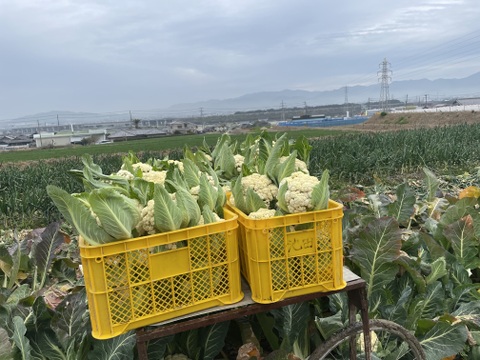 【福袋】玉ねぎ4kg🧅とキヌヒカリ玄米2kgその他葉物野菜など3種類以上の野菜セット