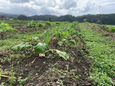 奥出雲産自然栽培源助だいこん(1kg)