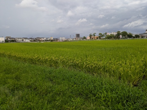 おいしい餅米　かぐらもち　3kg