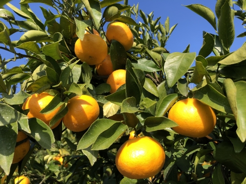 【ミニサイズ限定】完熟大長みかん5kg