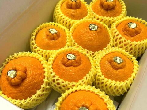 【２箱まとめ買い】極上のプレミアム果実！過去最高糖度は１８度！プリッと果肉で食べ応え十分！樹上完熟させた濃厚な甘み！当園自慢「甘熟デコ」厳選プレミアム　レギュラー箱　約３ｋｇ２箱セット【422-2】