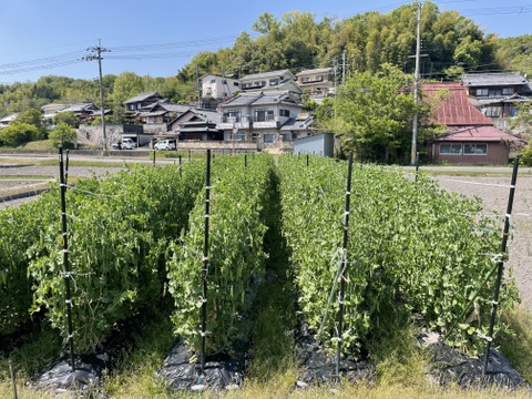 京都山城産　朝摘みうすいえんどう豆🫛　さや付き500g