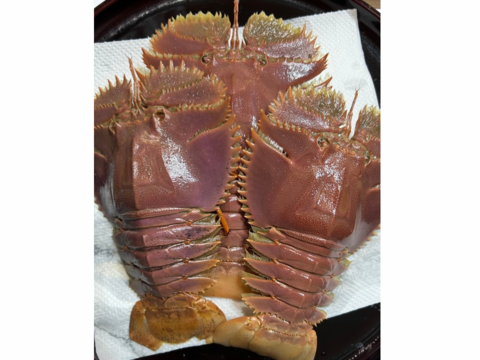 うちわえび 500g