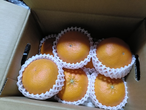 【秀品】甘平 2kg ギッシリ果肉のシャキシャキ食感♡愛媛限定高級柑橘♫愛媛みかん！！【冬ギフト】