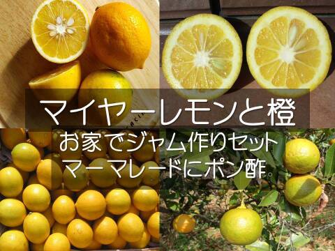 【お家でマーマレード作り】無農薬のレモンと橙　農薬不使用の自然栽培