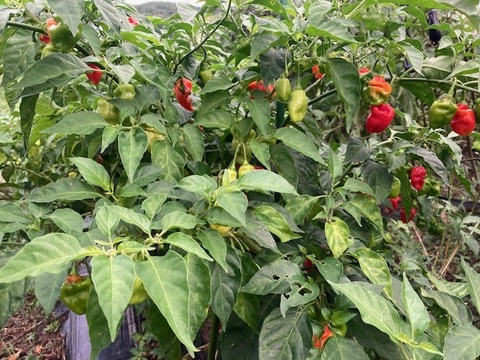 ハバネロ　200g （20～25個）神戸市北区産　激辛国産赤ハバネロ