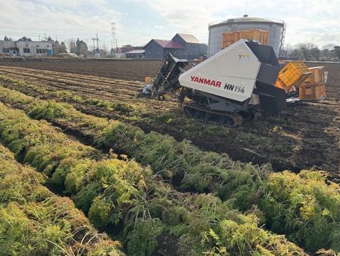 【冬のわけありにんじん】優馬（ゆうま）「3.0kg」【お買い得にんじん】