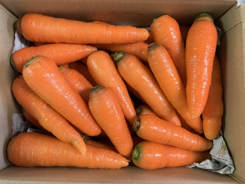 【有機JAS認証】採れたて人参５kg、みずみずしい！味が濃い！甘みも十分！