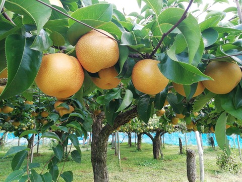 樹上完熟和梨「豊水」3kg【直送便】
