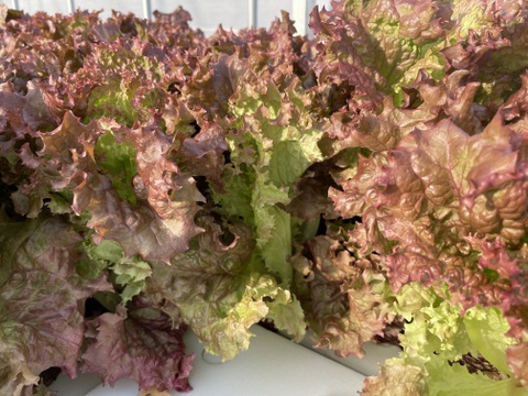 シャキッと新鮮！サニーレタス(ロロロッサ)1kg(500gｘ2p)