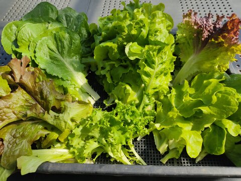 ✨【朝採り直送】濃い旨みのほうれん草＆ふんわりミックスレタス贅沢セット（計　約1kg）農薬・化成肥料不使用✨