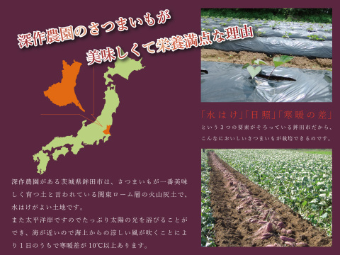 【訳ありB品】上品な甘さ！しっとり食感！さつまいも『紅はるか』【5kg】【茨城県産】日本一のサツマイモと評価を受けた高栄養価！さつま芋(うすく土付き)