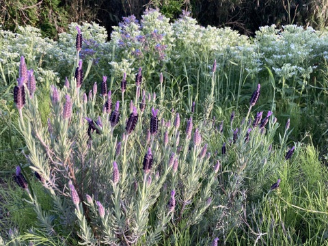 春のハチミツさん 450g