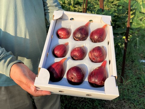 【朝採れ完熟！糖度18度以上も！？】淡路島産 イチジク9個入り（栽培期間中、農薬・化学肥料不使用）