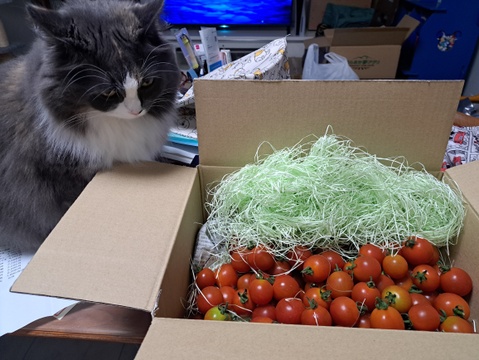 【高原育ちのフルーツミニトマト】サマー千果 2kg｜糖度8.3以上／八ヶ岳の恵み