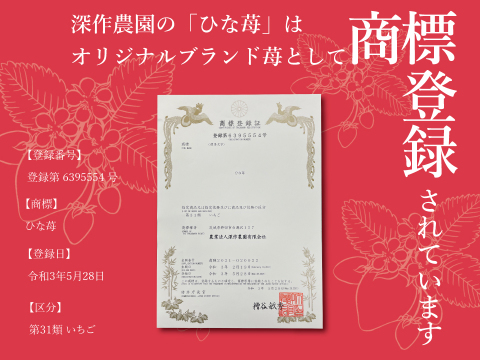 娘のように大切に育てました！いちご（苺・イチゴ）オリジナルブランド苺　ひな苺【3Lサイズ×4パック】