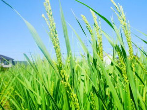 【自然栽培のお米】炊きあがりふわっ！と香る清流吉野川の恵みいっぱいのコシヒカリ（5kg）★玄米・白米・５分づき米選べます★