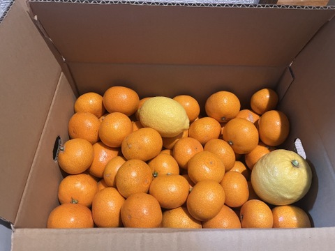 倉橋ミカン食べてクレ園の、いしじみかん（約5kg）広島県　倉橋島いしじ　家庭用(お任せ)