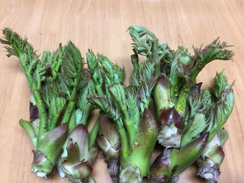【里山の天然山菜セット※要予約】新潟の豊富な雪解け水を含んだ自然の山菜(約300g)