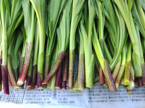 【2026年予約受付中】行者にんにく花蕾1kg　　90°に曲がった最高の状態を出荷します　幻の山菜