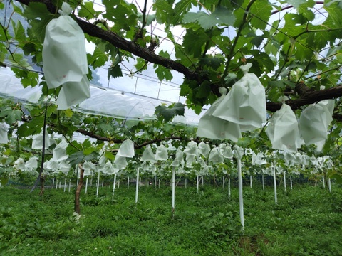 棚田で育てた🍇岡山県産オーロラブラック＆ニューピオーネ２ｋｇ（ご家庭用）食べ比べセット