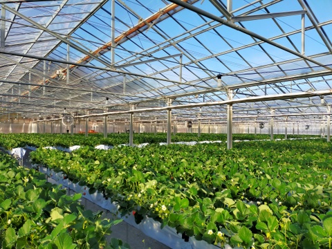 よつぼし☆小粒4kg