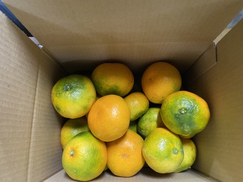 【１１月１８日～２３日収穫】甘酸っぱい！多少のキズはご容赦を【家庭用】早生ミカン”３kg”（サンプル糖度9.6～11.2度）