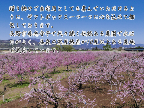 川中島白桃４～６玉 ギフトボックス【2025年先行予約】【信州長野県川中島産】8月上旬より発送開始