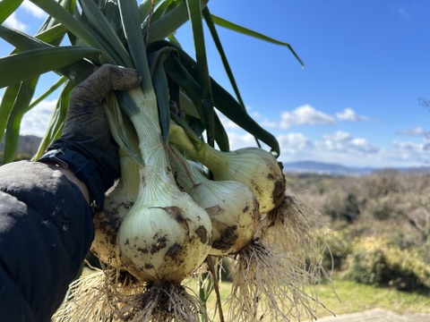 甘くてやわらかい【淡路島産】新玉ねぎ　10kg