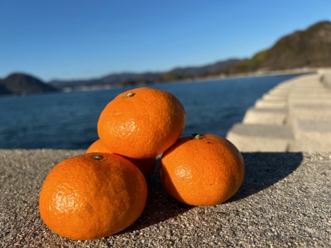 〔訳アリ〕🍊とろける甘酸っぱさ！濃い味わいの早生みかん ５kg【花崗岩の離島から直送！／果汁じゅわっ】