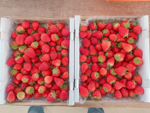 【小粒中心】サイズいろいろバラ詰めいちご（紅ほっぺ）700ｇ×2箱