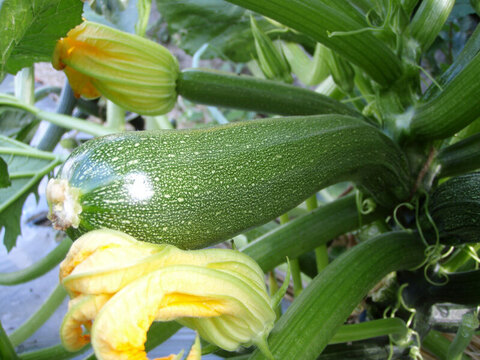 季節野菜のグリーンカレー