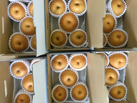 香り高さを味わってね♪「あたご梨」1㎏（1玉600～1000g）1～3玉入