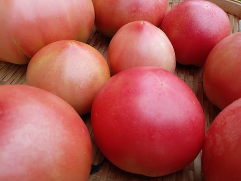 紫甘唐辛子つき🍅🍅🍅🌿農薬と化学肥料を使わないで育てた野菜セット🥕【数量限定❗❗】子供に食べさせたい（７品目〜10品目）😋🍚ばぁばのモノスゴイ野菜🍅🍆🌽✨✨✨