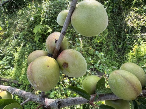農薬不使用 和歌山県産 南高梅 青梅 Lから3L混合 傷あり 箱込