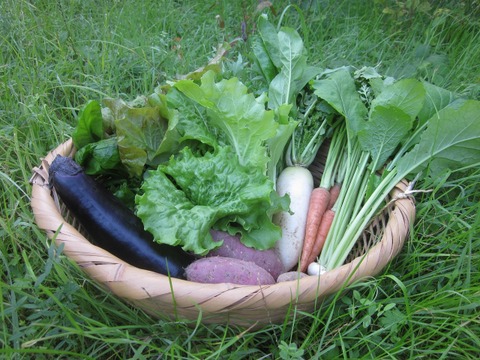 瀬戸内よりお届け!旬の野菜詰め合わせ便+たまご6個(2~3名様用)