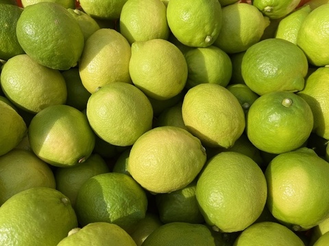 さわやかな香りと酸味　エコレモン 2㎏【伊豆レモン】