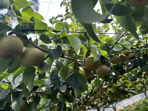 【贈答用】大玉  幸水 5kg 9〜10玉入り