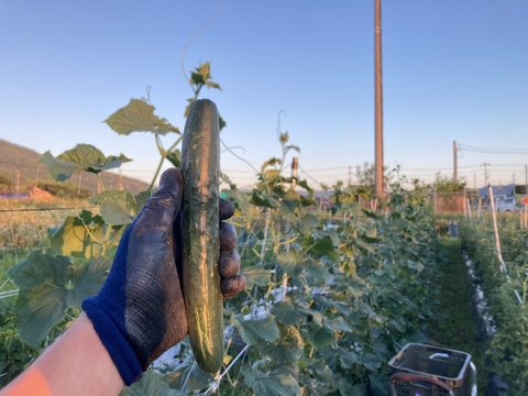 【京都府産】旬の定番夏野菜セット（10品）