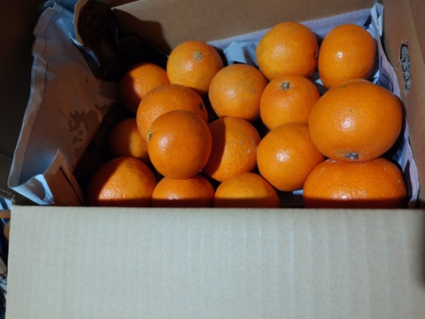 【訳ありだけど美味しさそのまま】まどんな 3kg 【ゼリーのようなプルプル食感】