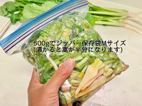(100)信州産 [レシピ付] 手軽に楽しめる野沢菜漬け