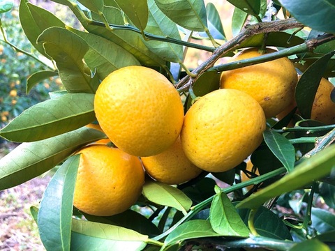 【幻の柑橘】数量限定！湘南ゴールド （3kg）ほどよい酸味と爽やかな香りが特徴