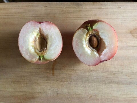 木でしっかり完熟させた皮ごと食べれる自然栽培の桃4個（約1kg）有機JAS認証取得