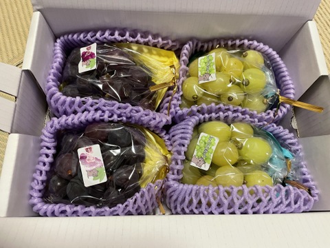 シャインマスカットだけになる可能生があります！まるせい果樹園のぶどう　おまかせ　350ｇ×4袋　バラ詰め　自家用　贈答用　os3