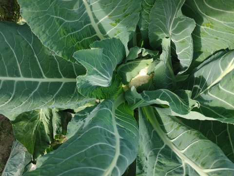 淡路島　カリフラワー5株